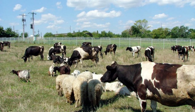 Plata impozitului pe venitul din activități agricole se face până pe 16 decembrie - plataimpozitagricol-1386953034.jpg