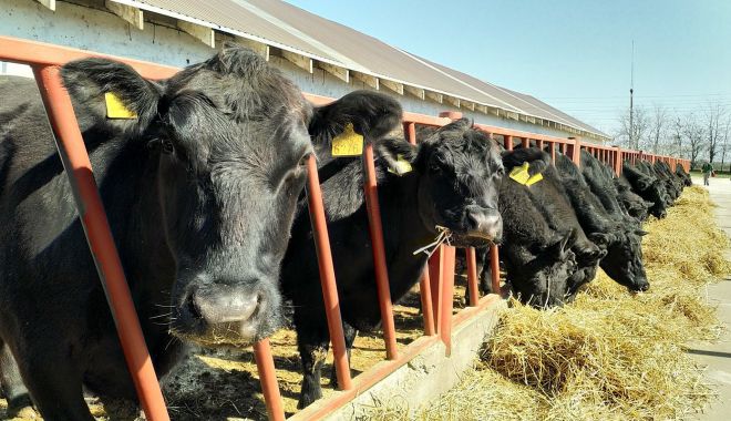 Platformă online pentru primirea adeverinţelor în sectorul zootehnic - platformaonline-1617720435.jpg