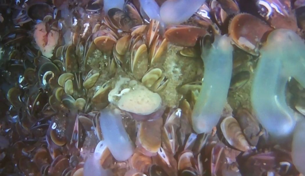 Platformele vechi de foraj, paradis acvatic pentru viețuitoare marine - platforme-marine-1741100914.png