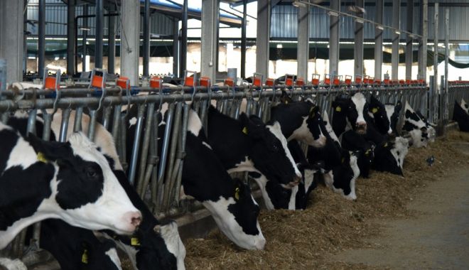 A intrat la plată ajutorul de stat  pentru creşterea animalelor - platicrescatorianimaleviva-1603992341.jpg