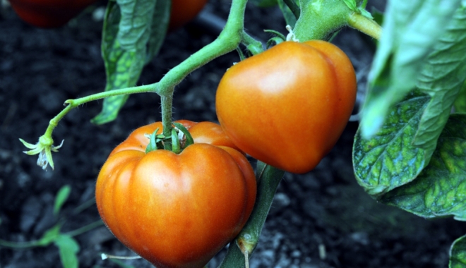 Plăți pentru cultivatorii de tomate - platitomate-1510503956.jpg
