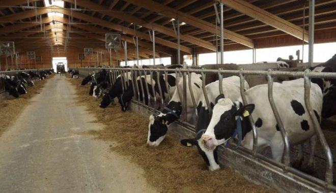 Plăţi virate în conturile crescătorilor de vaci de lapte - plativirateinconturile-1615554010.jpg
