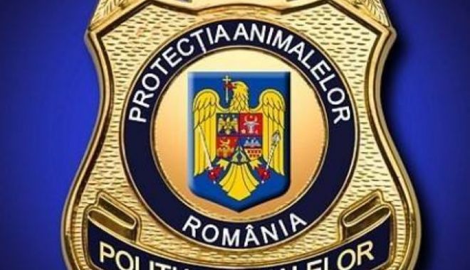 Răsturnare de situație în cazul muncitorului asiatic, acuzat că mănâncă pisici! Anunțul autorităților române