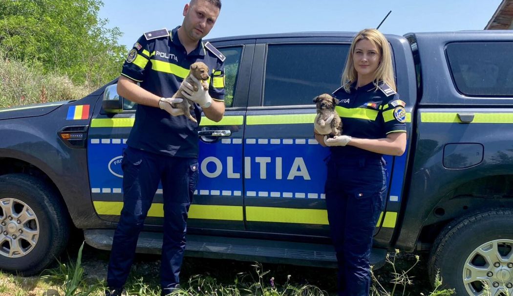 Poliţia Animalelor a salvat 130 de animale și a dat amenzi în valoare de peste 1.100.000 de lei