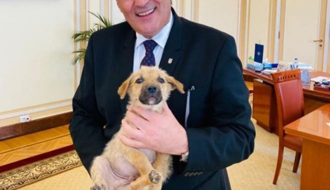 A fost făcut încă un demers  pentru înființarea Poliției Animalelor - politiaanimalelorvela-1593187517.jpg