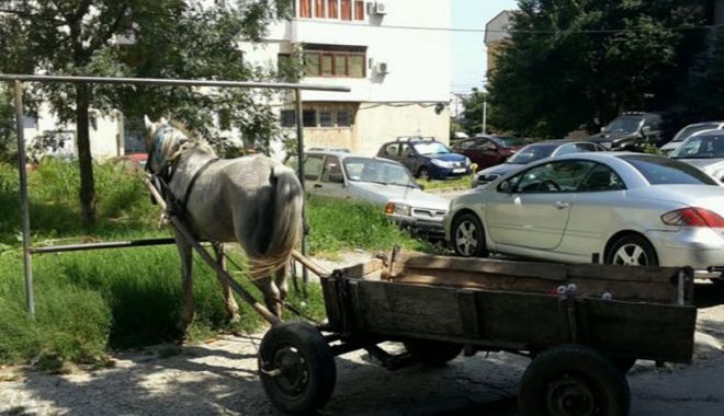 Bani la bugetul Constanței. Poliția Locală, de cinci ori mai multe amenzi decât anul trecut - politialocala1-1533228220.jpg
