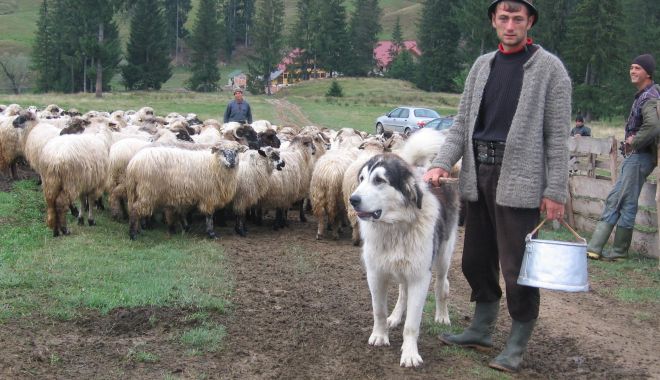 Polițistul în acțiune - politistul-1665080183.jpg