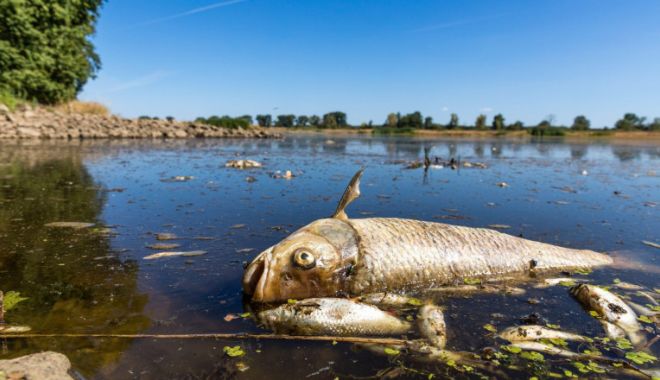 Poluarea din râul Oder ar putea afecta peştii din Marea Baltică - poluaremareabaltica-1660491212.jpg