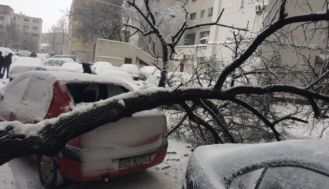 COD ROȘU DE VISCOL LA CONSTANȚA! Zeci de copaci căzuți, în tot orașul. Echipele intervin cu greu - pomcazut-1483702592.jpg