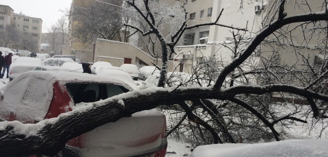 Un pom a căzut peste un șofer, în timp ce conducea. Bărbatul, transportat la spital - pomcazut1483701120-1484319920.jpg