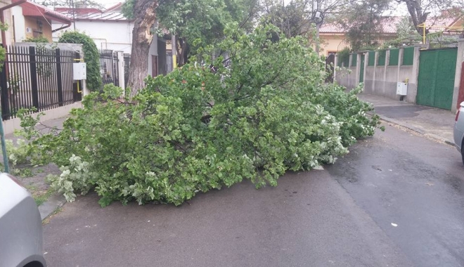 Atenție șoferi! Copaci puși la pământ, în Constanța, din cauza vântului - pompicatfbgirdeanustefan-1461157554.jpg