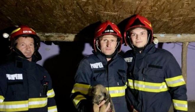 Pompierii au salvat un căţel căzut într-un canal de aproape 4 metri adâncime