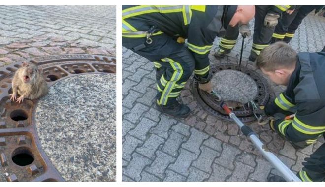 Pompierii din Germania, în alertă. Șobolan blocat într-un capac de canal - pompieriidingermania-1551302942.jpg