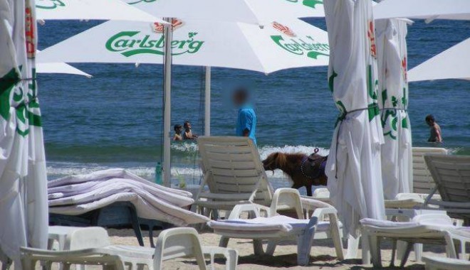 Cară poneii cu duba până la plajă! - ponei2cf799bff26-1342261870.jpg