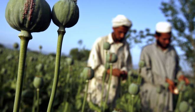 Ingredientul din care se produce heroina, din ce în ce mai cultivat - poppyfields-1415780154.jpg