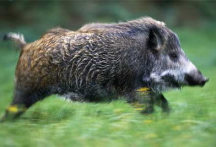Iași: Porc mistreț, lovit de avionul în care se afla Daniel Funeriu - porc-1317376603.jpg