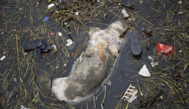 Peste 2.800 cadavre de porci, găsite într-un râu - porc-1363020184.jpg