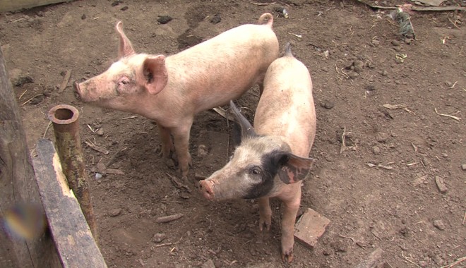 APIA / Anunț pentru crescătorii de porci - porc-1363864112.jpg
