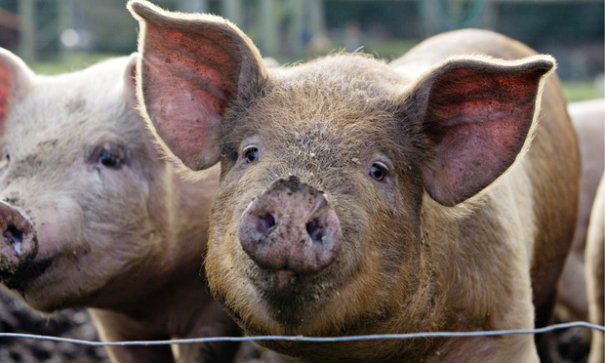 Bulgaria a raportat primul caz de pestă porcină, într-o gospodărie din apropierea graniței cu România - porc-1535756491.jpg