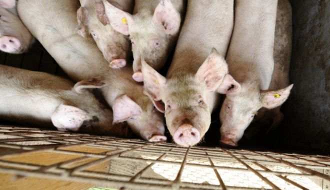 ANSVSA: Pesta porcină a fost confirmată în al 15-lea județ - Dolj - porc-1540914136.jpg