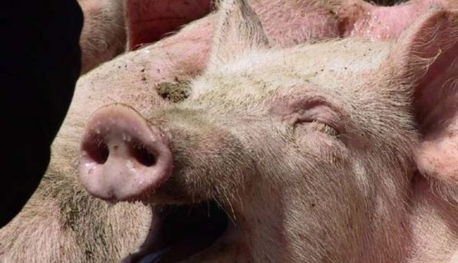 Un bătrân a fost omorât de porcul din gospodărie. A intrat în comă după trei zile - porc-1544556774.jpg