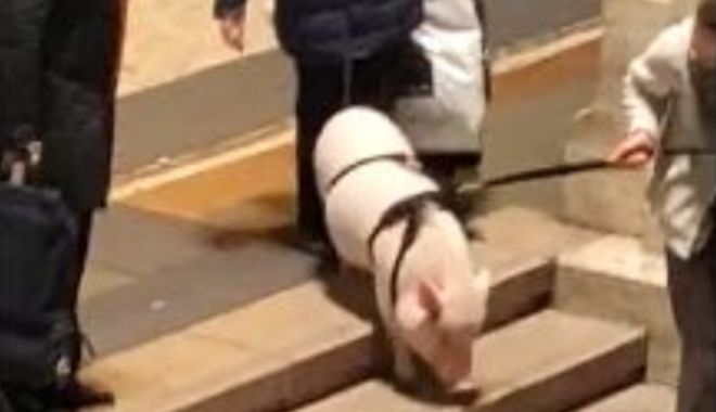 Porc tăiat în parcarea unui bloc şi pârlit între maşini, lângă Bucureşti - porc-1640277997.jpg