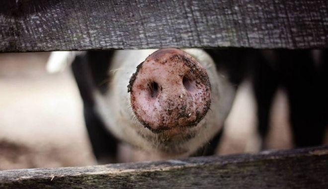 Bărbat mâncat de viu de porcii din gospodărie - porc-1650374361.jpg