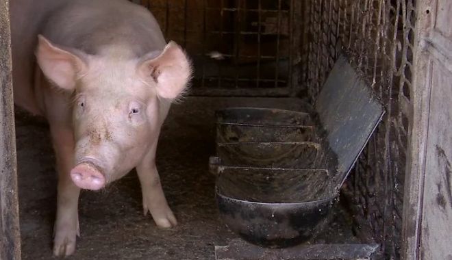 Scandalul „Legii Porcului”. Ministrul Agriculturii a dat ordin ca românii să își poată vinde porcii din gospodării
