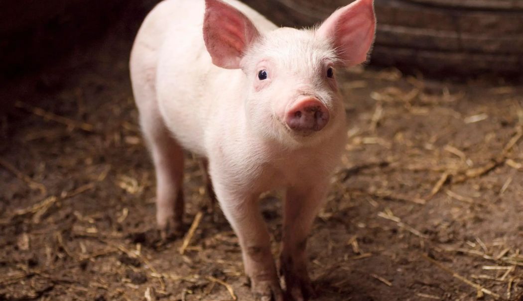 Urmărire ca-n filme după ce un porc a scăpat de la vânzare - porc-1765385157.jpg