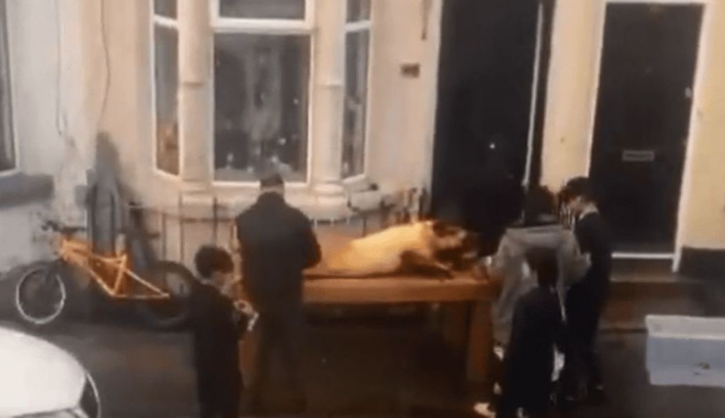 Britanicii șocați de gestul unor conaționali. Au fost filmați când pârleau porcul în fața casei