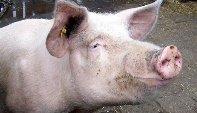 Alertă de pestă porcină africană în România! - porc1350824279-1392831425.jpg