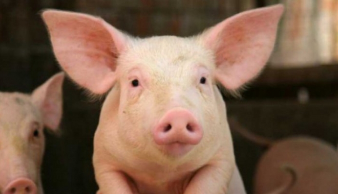 ALERTĂ în România, din cauza pestei porcine. ANSVSA a confirmat primul focar - porc7499060047456500-1501583487.jpg
