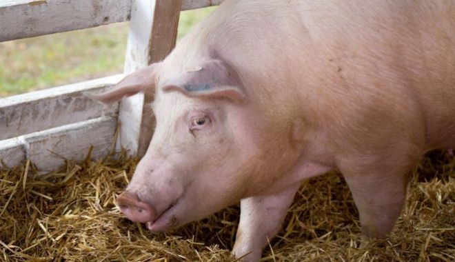 ALERTĂ! Atenție de unde cumpărați carne! Vă puteți infecta cu pestă porcină - porccupestaporcinaafricana-1564994542.jpg