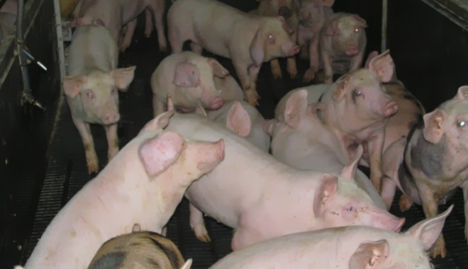 O nouă misiune de evaluare în România pentru a putea primi undă verde la exportul de carne de porc în țările UE - porci-1313064837.jpg