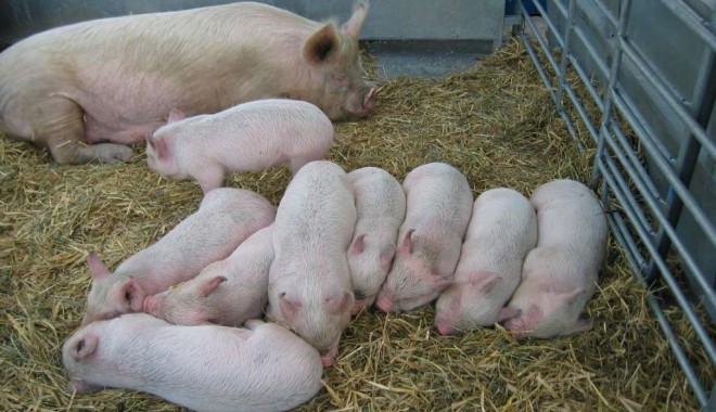 Anunț pentru crescătorii de porci - porci-1363928735.jpg