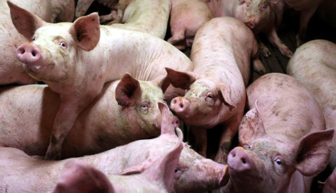 Liderul unui clan mafiot, mâncat de viu de porci! - porci-1385905592.jpg