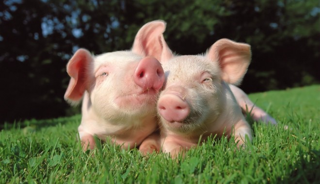 România dă mâna cu Bulgaria pentru a putea exporta porci vii - porci-1389618768.jpg