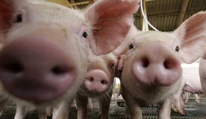 ALERTĂ de pestă porcină la granițele României - porci-1465470535.jpg