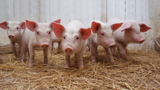 Măsuri pentru prevenirea și combaterea pestei porcine africane - porci-1478708483.jpg