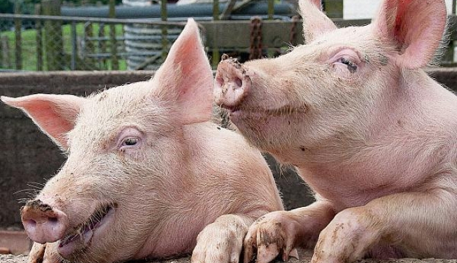 Rusia a blocat importurile de porci vii și carne de porc din România - porci-1501742936.jpg