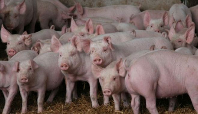 Cioloș: Guvernul a scăpat complet de sub control răspândirea pestei porcine africane - porci-1533337801.jpg