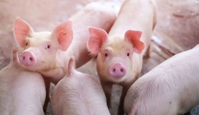 11 focare de pestă porcină africană sunt active în România