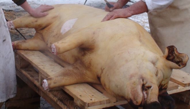 Vin sărbătorile! De unde este bine să cumpărăm carnea de porc - porci2-1575408222.jpg
