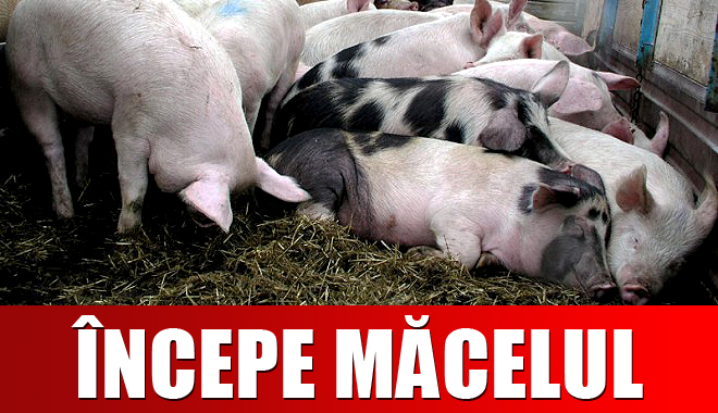 De unde și cu cât cumpărăm, anul acesta, porcul de Crăciun - porcicraciun-1355131933.jpg
