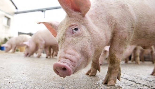 Ajutoare de la buget pentru fermieri care cresc porci - porcihepta411855e8df3fca79-1495017609.jpg