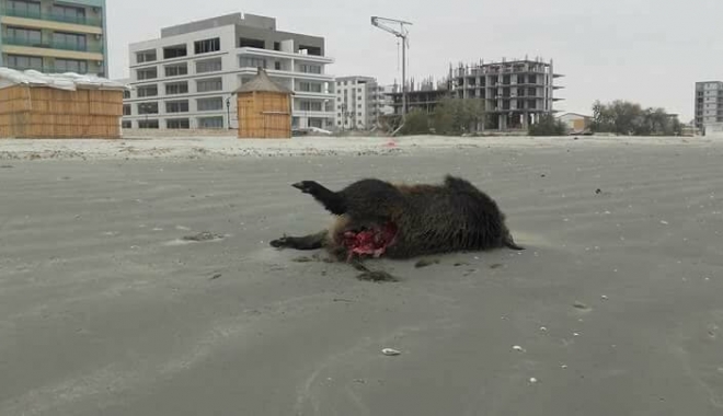 GALERIE FOTO / Porci mistreți morți pe plaja din Mamaia. Animalele au murit înecate - porcimistreti1-1509363691.jpg