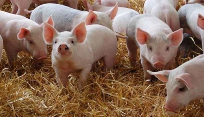 ANSVSA NU interzice şi NU limitează creşterea porcilor în gospodării - porcipestaporcina1513x867-1627811159.jpg