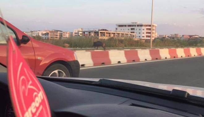 Porci mistreți în stațiunea Mamaia! Unul din exemplare ar fi ajuns în mare - porcmistret-1499933669.jpg