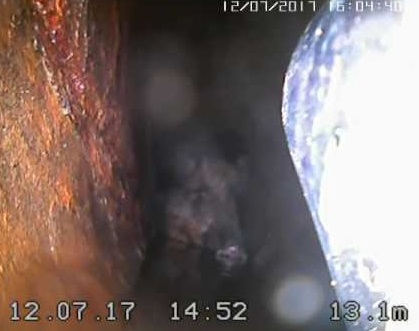 VIDEO. PORC ÎNȚEPENIT ÎN CONDUCTELE RAJA - porct-1499877742.jpg
