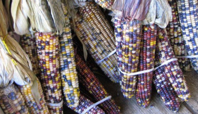 Un fermier a cules PORUMB MULTICOLOR - porumb-1381059435.jpg